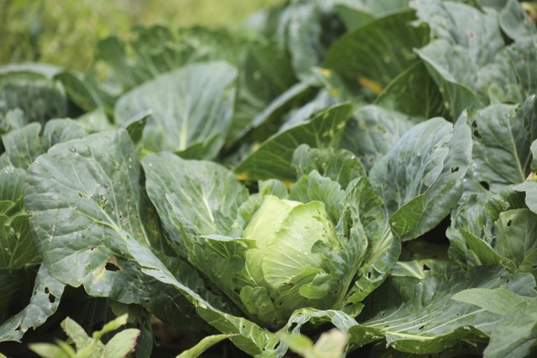 Taylor Farms retira de EEUU toda su lechuga iceberg producida en México por ciclosporiasis
