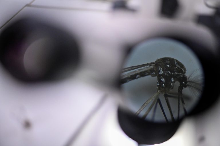 Florida registra los primeros tres contagios locales de dengue en EEUU este 2026
