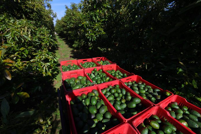 Aguacateros mexicanos urgen a EE.UU. reactivar las exportaciones tras alerta de seguridad
